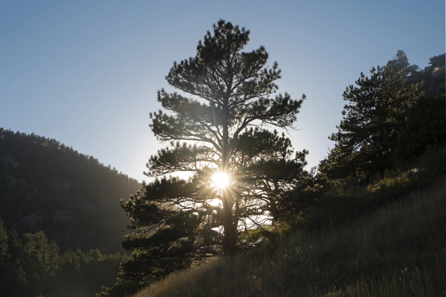 A ponderosa pine on a Colorado hillside at sunrise, with light filtering through the branches — representing the land, memory, and relationship between people and place that CenterSignal's work explores.
